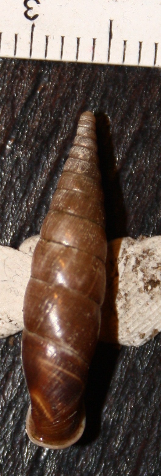 Clausilia da id.